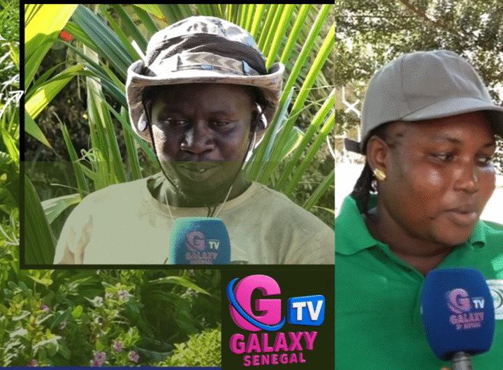 Rufisque: Le commerce des fleurs, une économie locale qui pousse bien